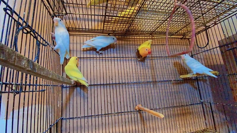 Albino, decino, lutino peronata, love bird, lutino pair 5