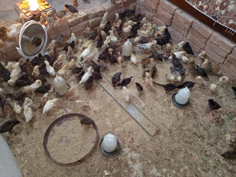 Golden misri 1 month old chicks 1