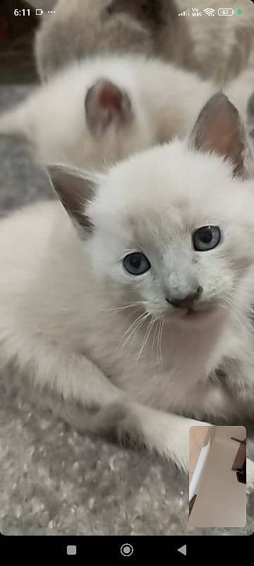 Siamese kitten / cat /white male cat/triple coated/kittens /doll face 0