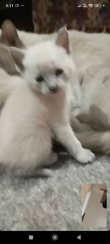 Siamese kitten / cat /white male cat/triple coated/kittens /doll face 1