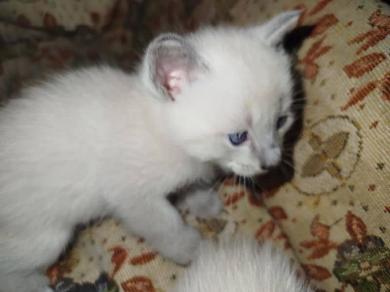 Siamese kitten / cat /white male cat/triple coated/kittens /doll face 2