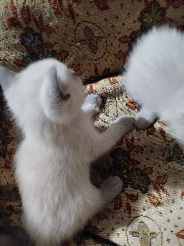 Siamese kitten / cat /white male cat/triple coated/kittens /doll face 3