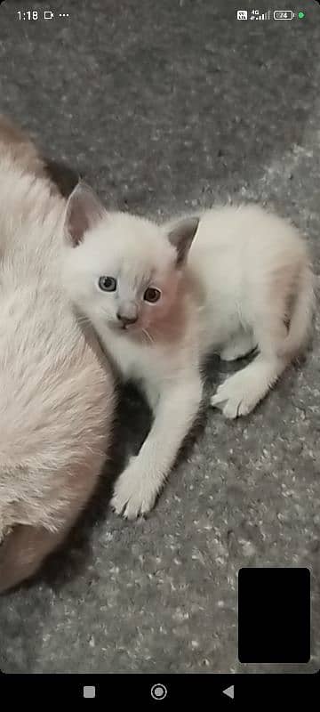 Siamese kitten / cat /white male cat/triple coated/kittens /doll face 4