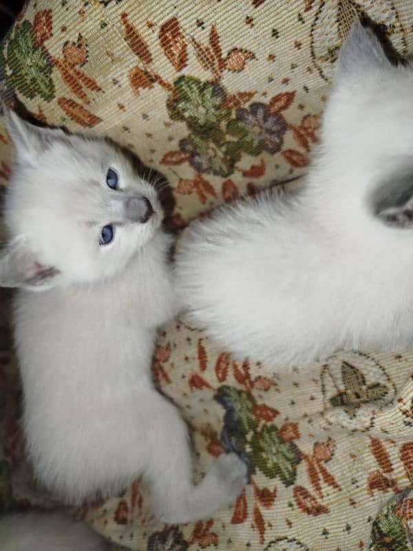 Siamese kitten / cat /white male cat/triple coated/kittens /doll face 5