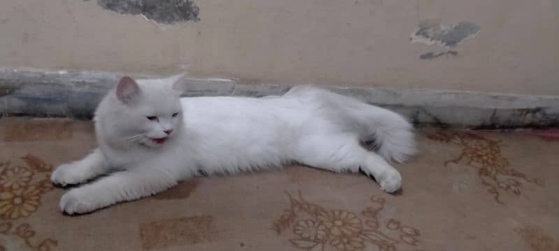 Persian female cat breeder 0