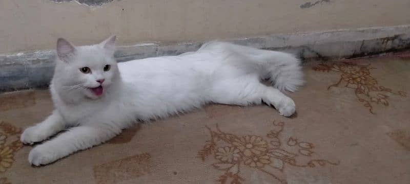 Persian female cat breeder 1