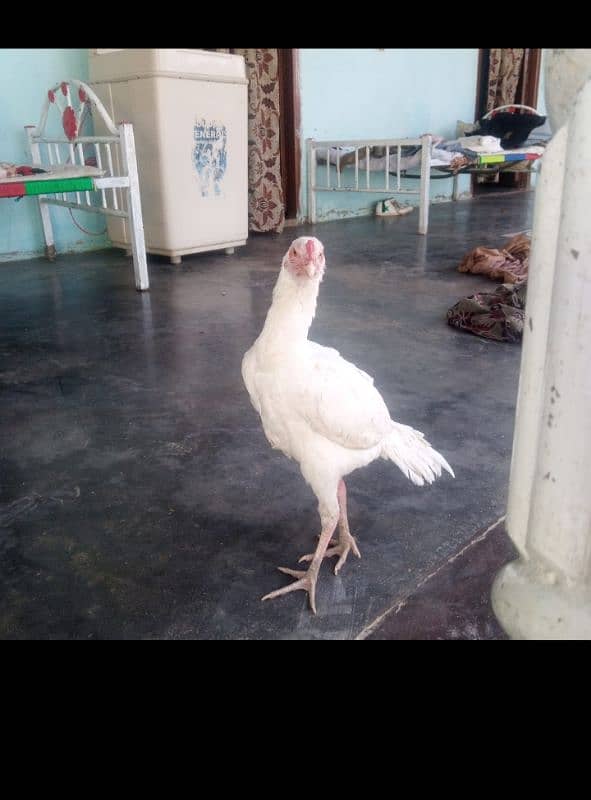 white pepper Heera aseel home breeds 2