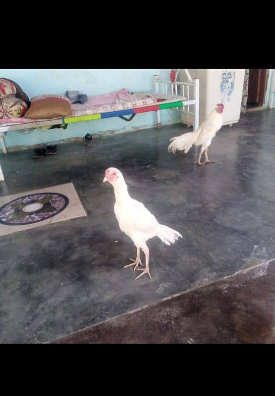 white pepper Heera aseel home breeds 3