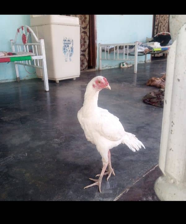 white pepper Heera aseel home breeds 4