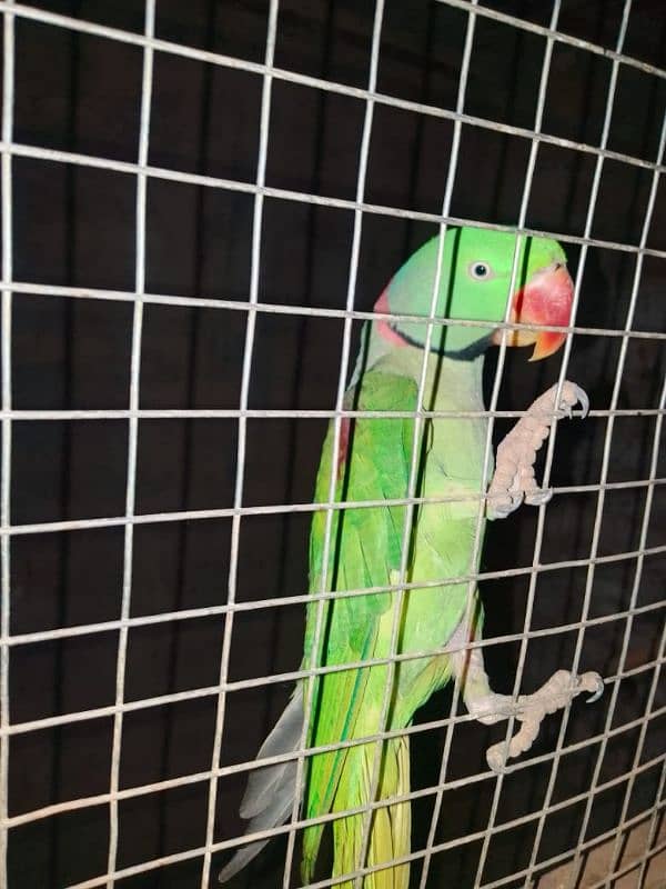 Raw parrot male talking semi tame. 1