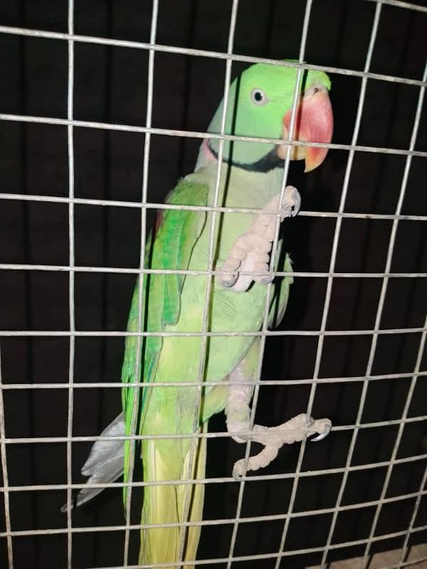 Raw parrot male talking semi tame. 2