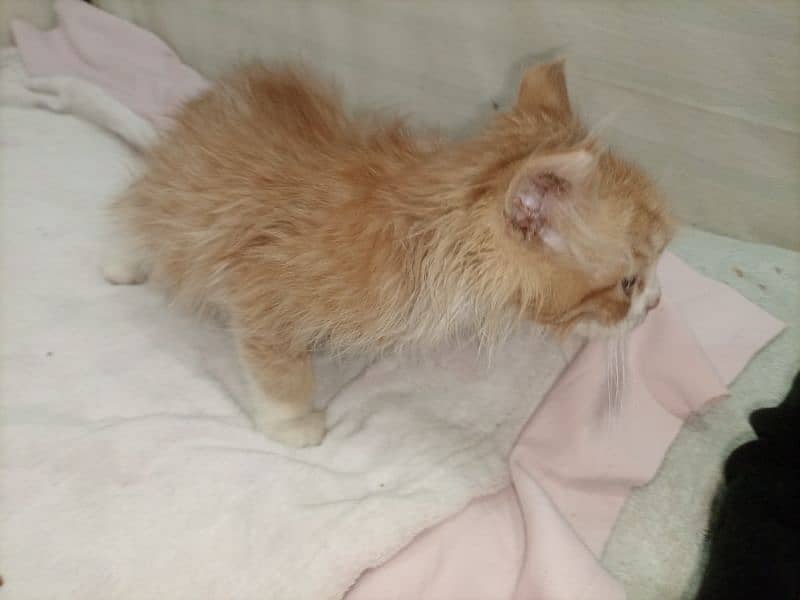 Persian Kitten Double Coated Litter Trained Healthy and Active 2