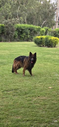 German Shepherd Dog | Long Coat Dog | Dog For Sale | GSD