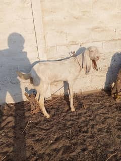 Rajanpoori Gulapi Female Bakri  for sale