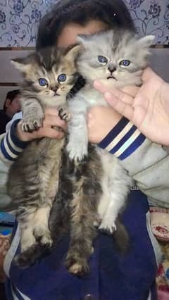 Punch face long coat kittens for sale healthy and active