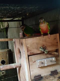 yellow sided conure breeder pair