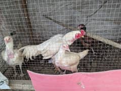 Aseel White Hens