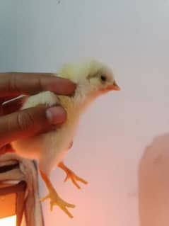 pure Aseel chicks and eggs for sale