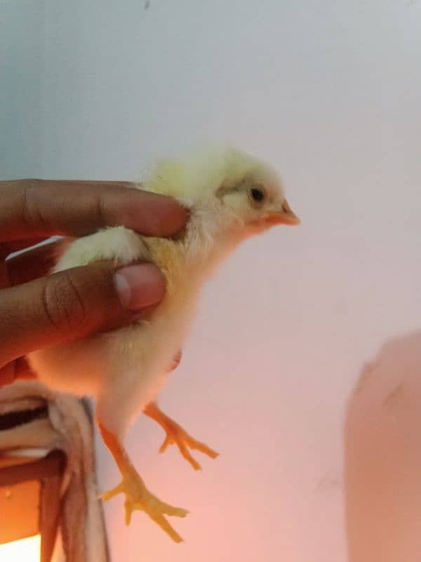 pure Aseel chicks and eggs for sale 0