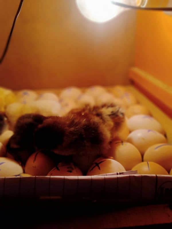 pure Aseel chicks and eggs for sale 1