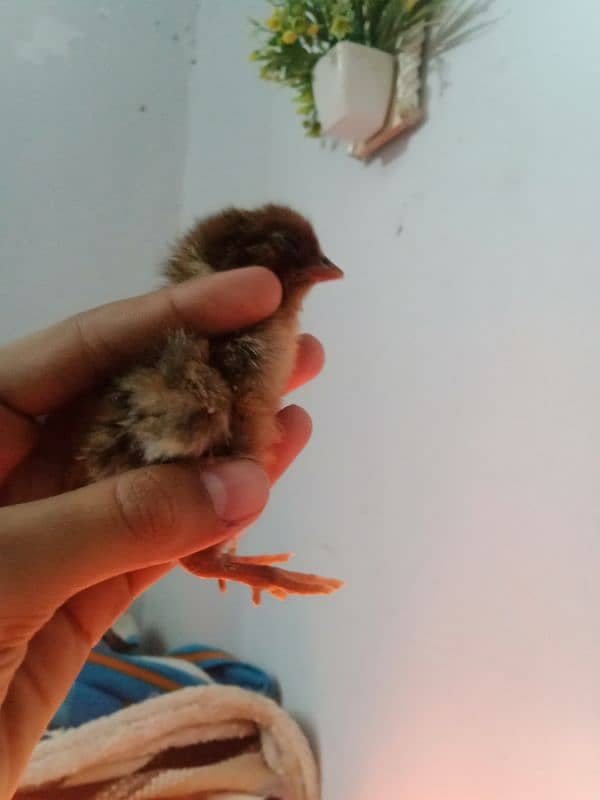 pure Aseel chicks and eggs for sale 2