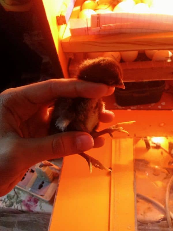 pure Aseel chicks and eggs for sale 3