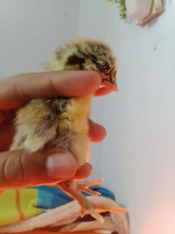 pure Aseel chicks and eggs for sale 4