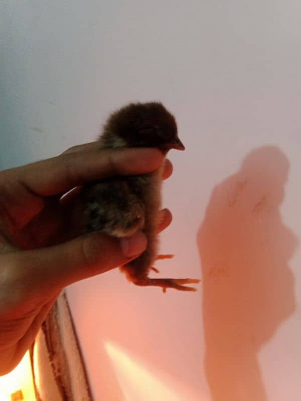 pure Aseel chicks and eggs for sale 5