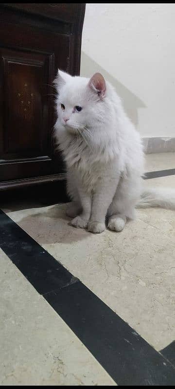 White Persian Male Cat, 11 Months Old, Healthy Triple coat Cat 0