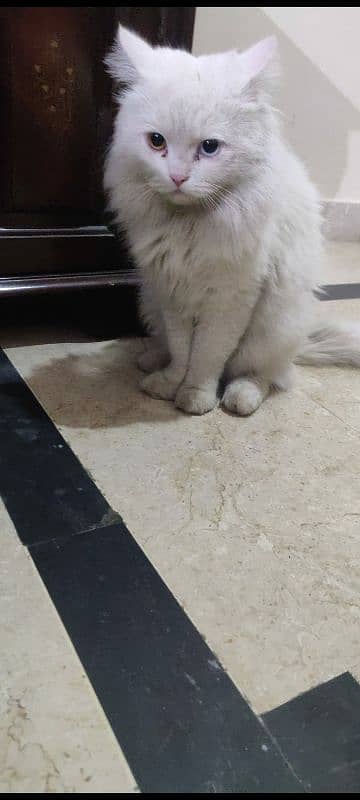 White Persian Male Cat, 11 Months Old, Healthy Triple coat Cat 1