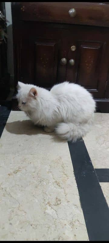 White Persian Male Cat, 11 Months Old, Healthy Triple coat Cat 2