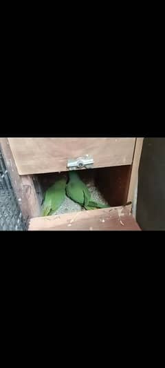 Beautiful Breeder Pairs of Green Parrot