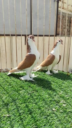 Fancy Pigeons |Saddle Frill back |Jacoben|Pomeranian|pouter|BlueMagpie