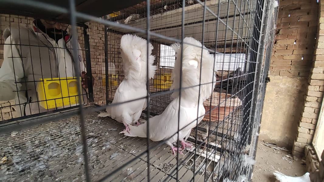 Fancy Pigeons |Saddle Frill back |Jacoben|Pomeranian|pouter|BlueMagpie 14