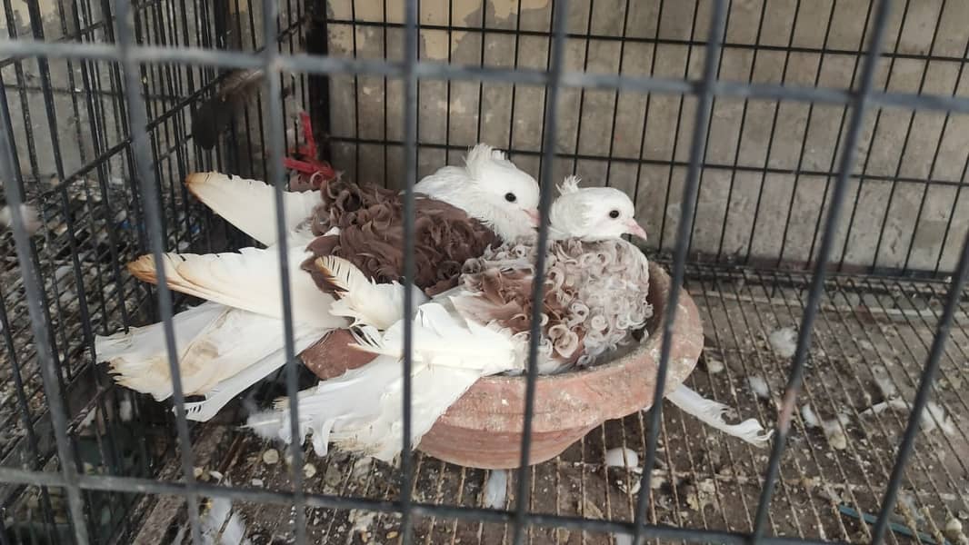 Fancy Pigeons |Saddle Frill back |Jacoben|Pomeranian|pouter|BlueMagpie 1