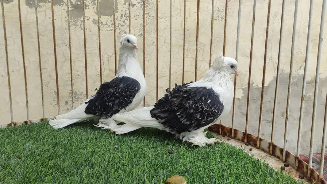 Fancy Pigeons |Saddle Frill back |Jacoben|Pomeranian|pouter|BlueMagpie 3