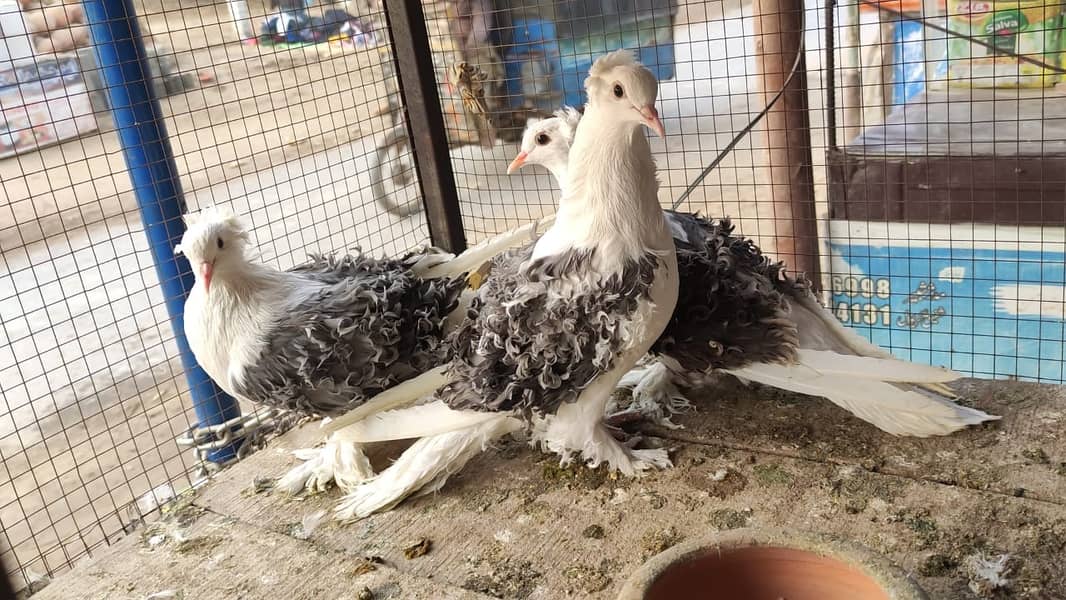 Fancy Pigeons |Saddle Frill back |Jacoben|Pomeranian|pouter|BlueMagpie 4