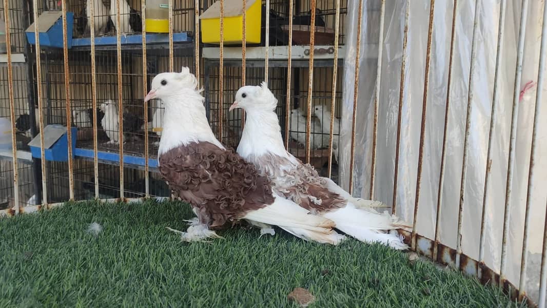 Fancy Pigeons |Saddle Frill back |Jacoben|Pomeranian|pouter|BlueMagpie 6