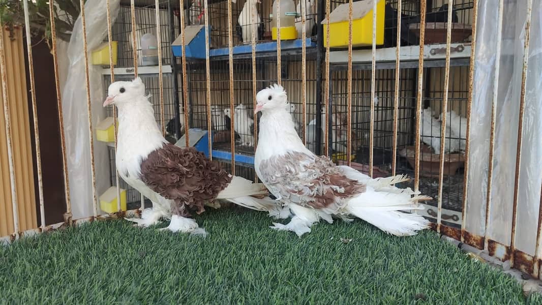 Fancy Pigeons |Saddle Frill back |Jacoben|Pomeranian|pouter|BlueMagpie 7