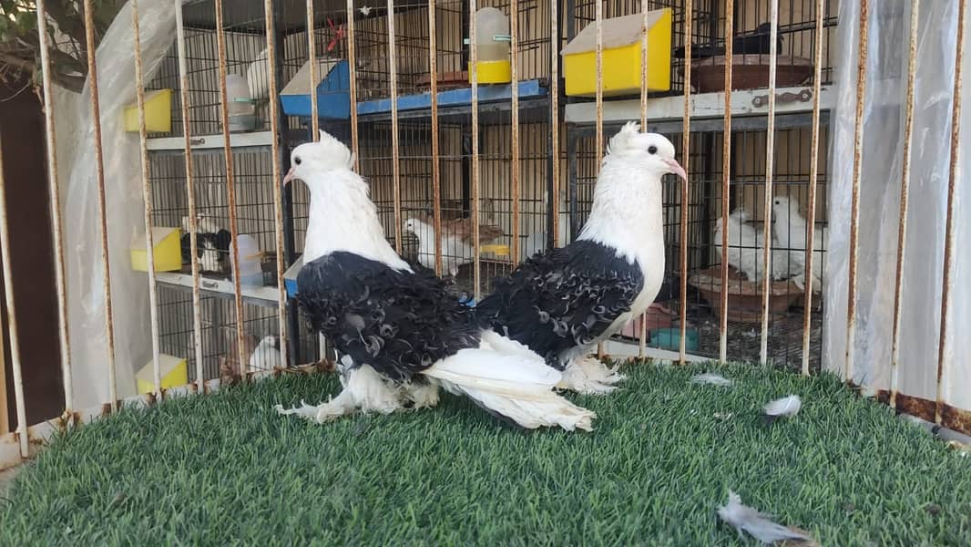 Fancy Pigeons |Saddle Frill back |Jacoben|Pomeranian|pouter|BlueMagpie 8