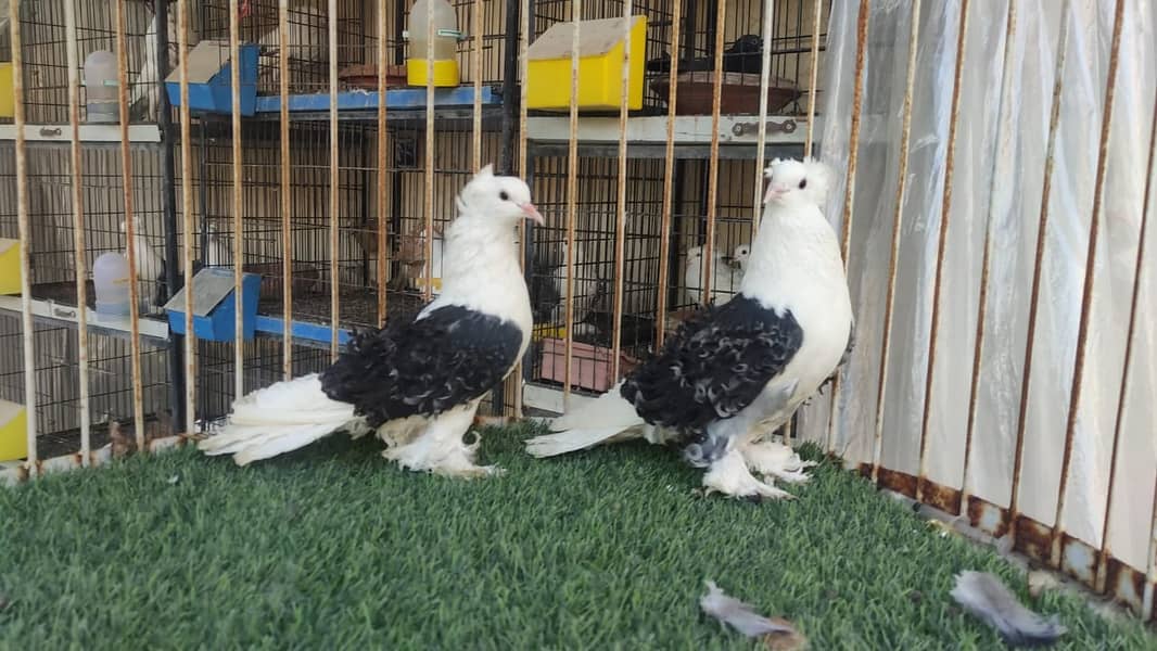 Fancy Pigeons |Saddle Frill back |Jacoben|Pomeranian|pouter|BlueMagpie 9