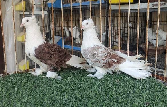 Fancy Pigeons |Saddle Frill back |Jacoben|Pomeranian|pouter|BlueMagpie 10