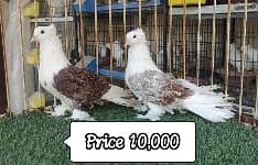 Fancy Pigeons |Saddle Frill back |Jacoben|Pomeranian|pouter|BlueMagpie 11