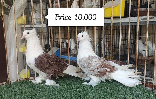 Fancy Pigeons |Saddle Frill back |Jacoben|Pomeranian|pouter|BlueMagpie 12