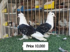 Fancy Pigeons |Saddle Frill back |Jacoben|Pomeranian|pouter|BlueMagpie