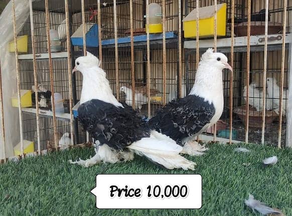 Fancy Pigeons |Saddle Frill back |Jacoben|Pomeranian|pouter|BlueMagpie 0