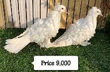 Fancy Pigeons |Saddle Frill back |Jacoben|Pomeranian|pouter|BlueMagpie 15