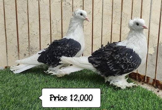 Fancy Pigeons |Saddle Frill back |Jacoben|Pomeranian|pouter|BlueMagpie 16