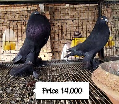 Fancy Pigeons |Saddle Frill back |Jacoben|Pomeranian|pouter|BlueMagpie 17