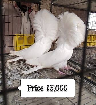 Fancy Pigeons |Saddle Frill back |Jacoben|Pomeranian|pouter|BlueMagpie 18